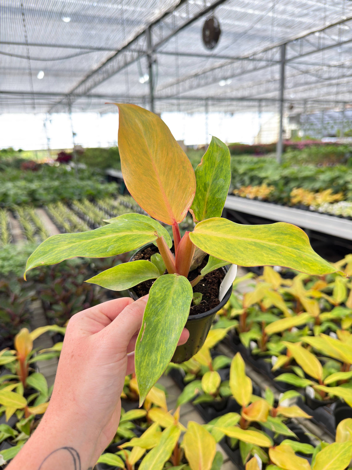 4" Pot - Philodendron Orange Marmalade