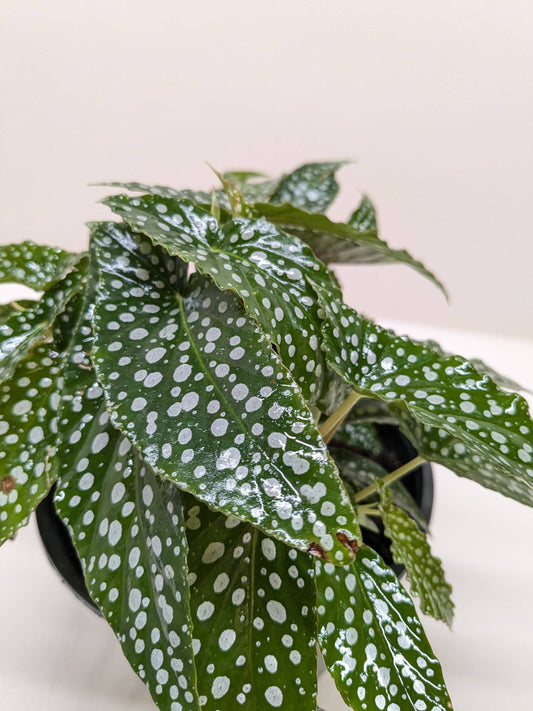 Begonia 'White Ice'