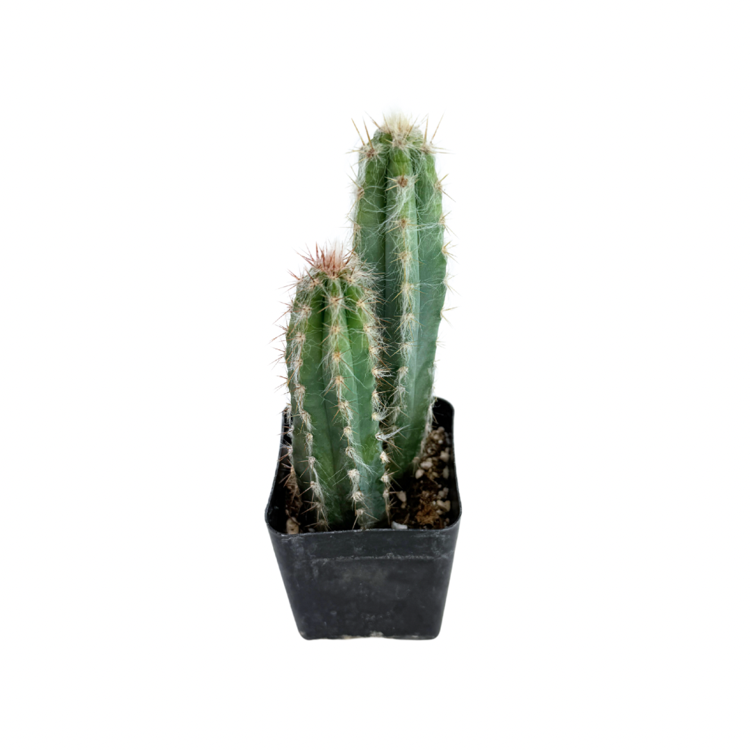 Wooly Blue Torch Cactus | 2.5 inch | Pilosocereus pachycladus: 2.5 inch