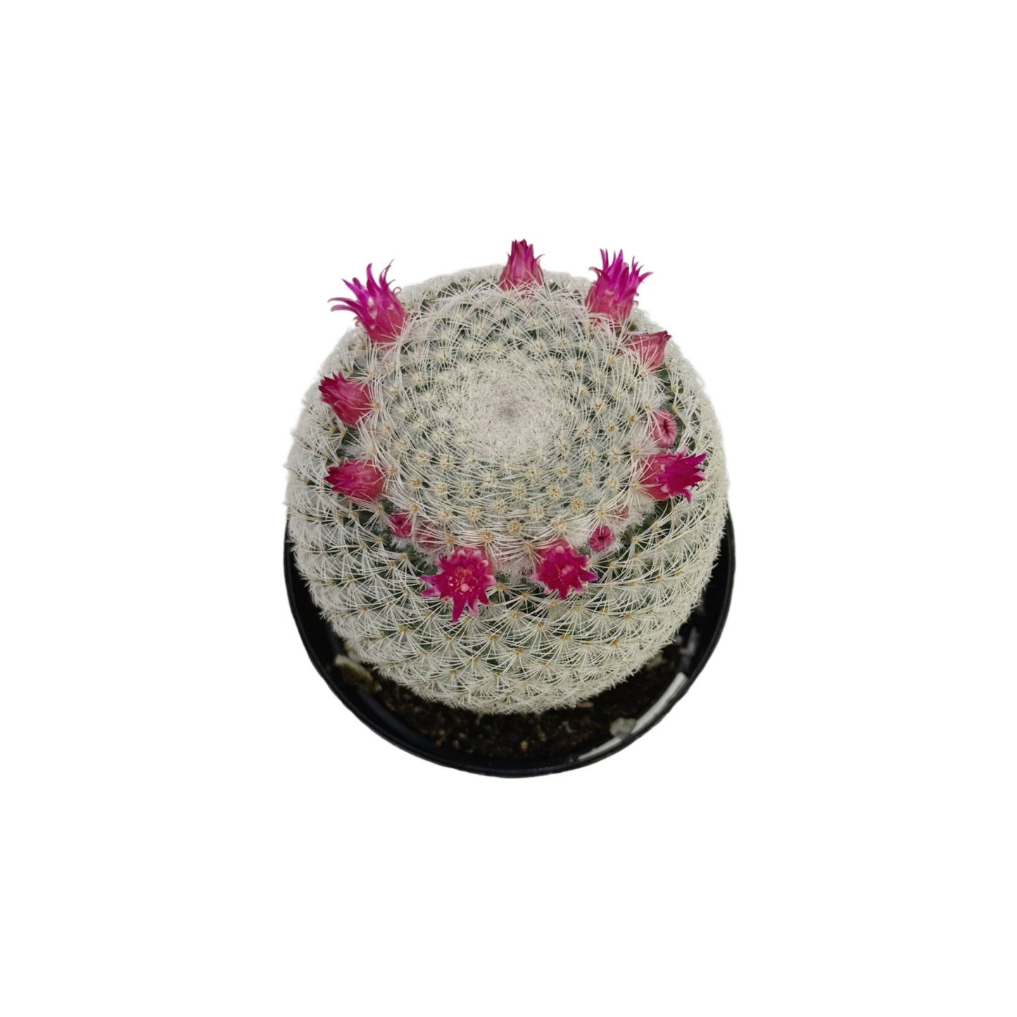 Mammillaria elegans | 2.5 inch: 2.5 inch