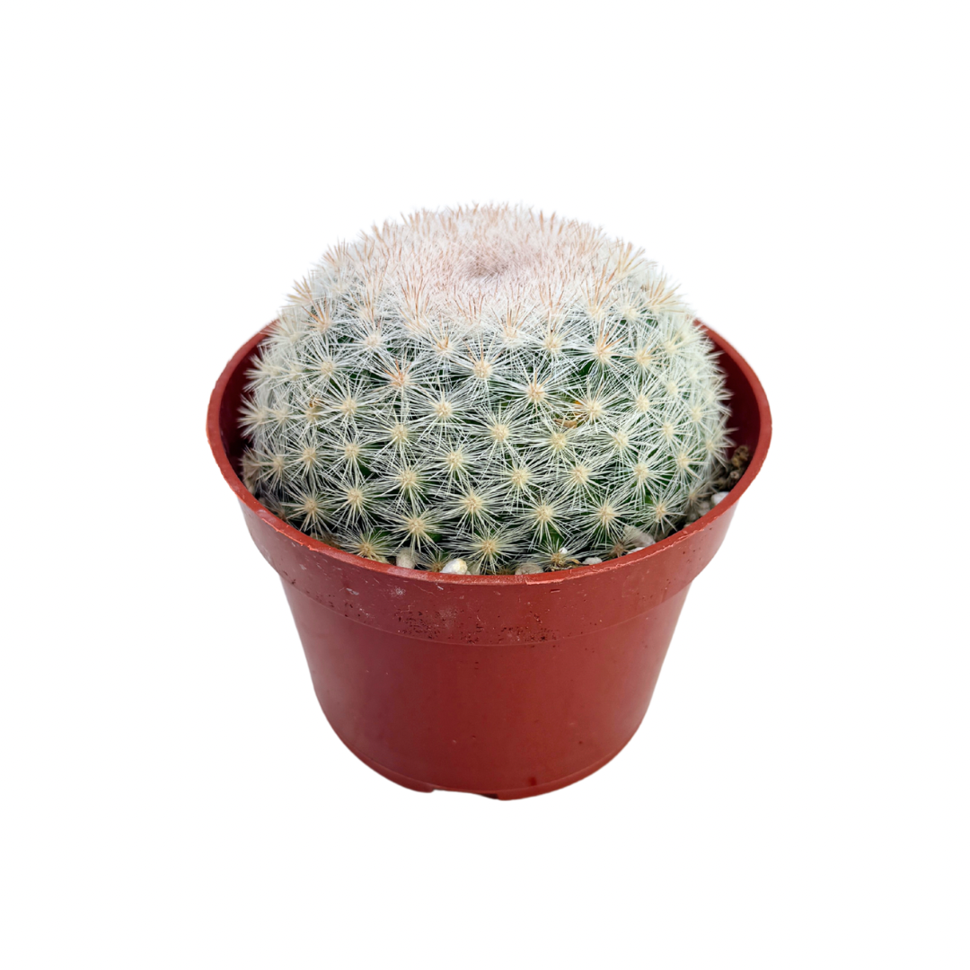 Snowball Cactus | 4 inch | Mammillaria candida: 4 inch