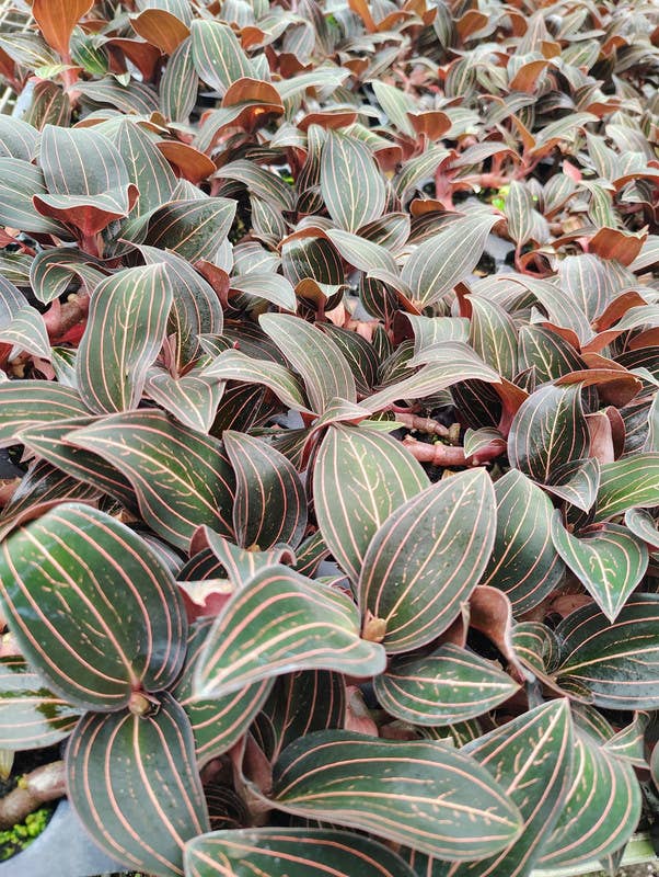 Jewel Orchid. 2-3 inch starter plant.