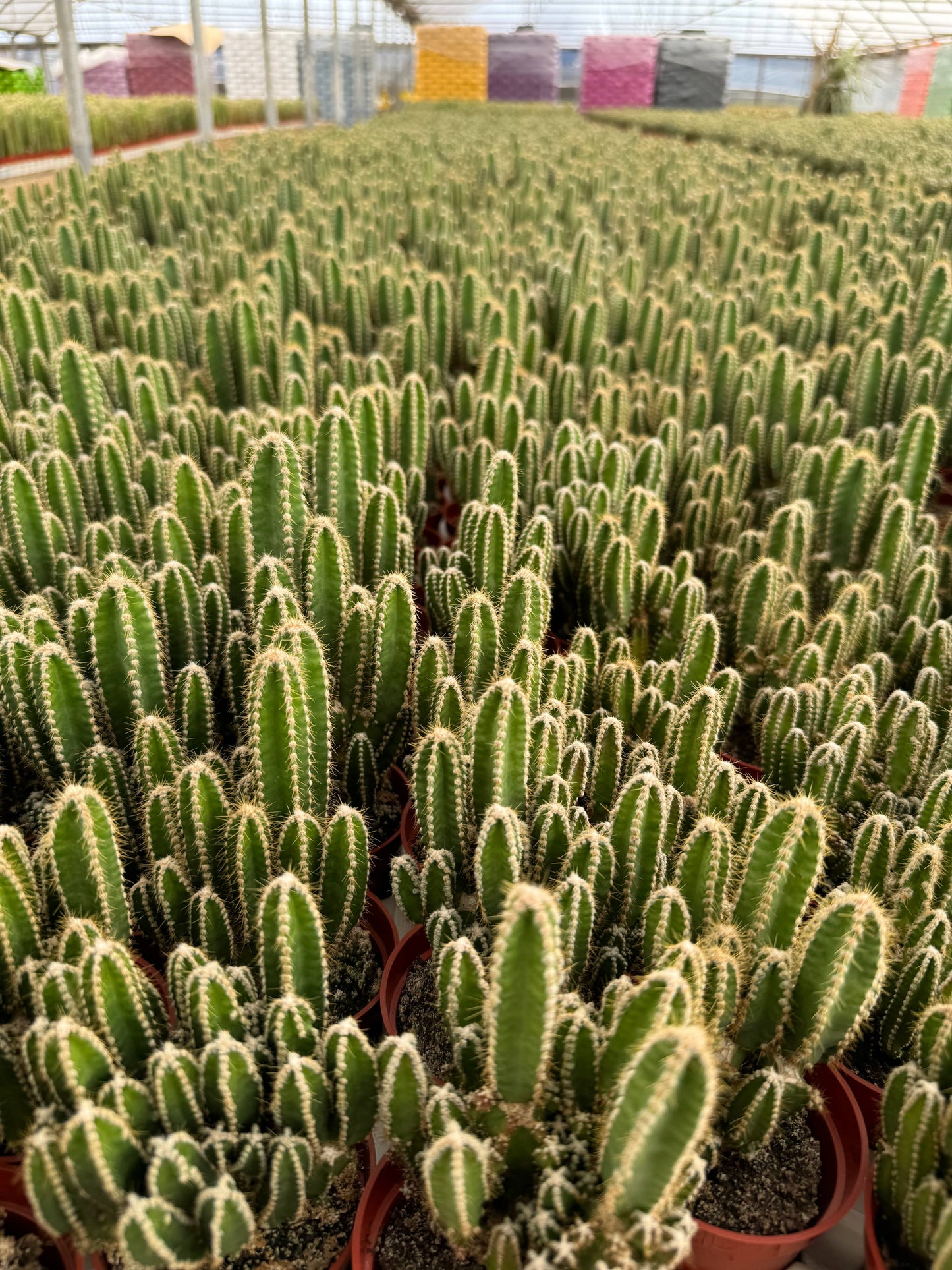 Fairy Castle Cactus | 3.5 inch | Acanthocereus tetragonus: 3.5 inch