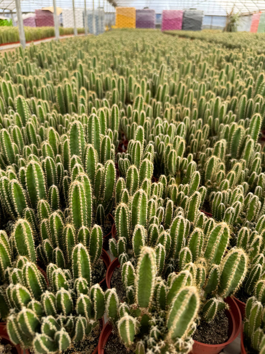 Fairy Castle Cactus | 3.5 inch | Acanthocereus tetragonus: 3.5 inch