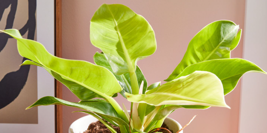 Philodendron Moonlight.