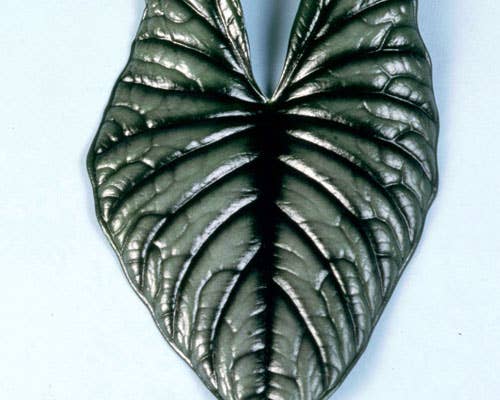 Alocasia Nebula Imperialis.: No. I will pot them myself and save money.