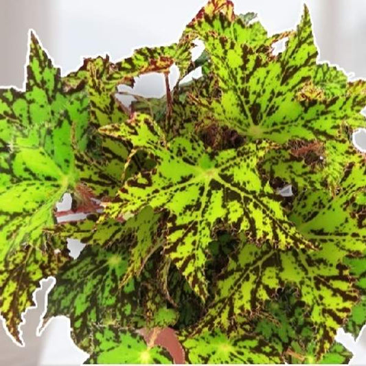 Begonia rex  'GEOMETRY" Live Plant