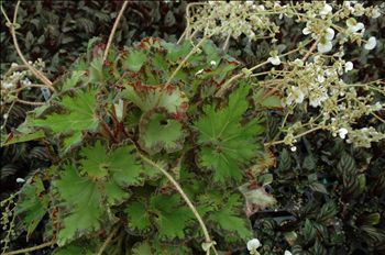 Begonia rex  'RIVER NILE Live Plant