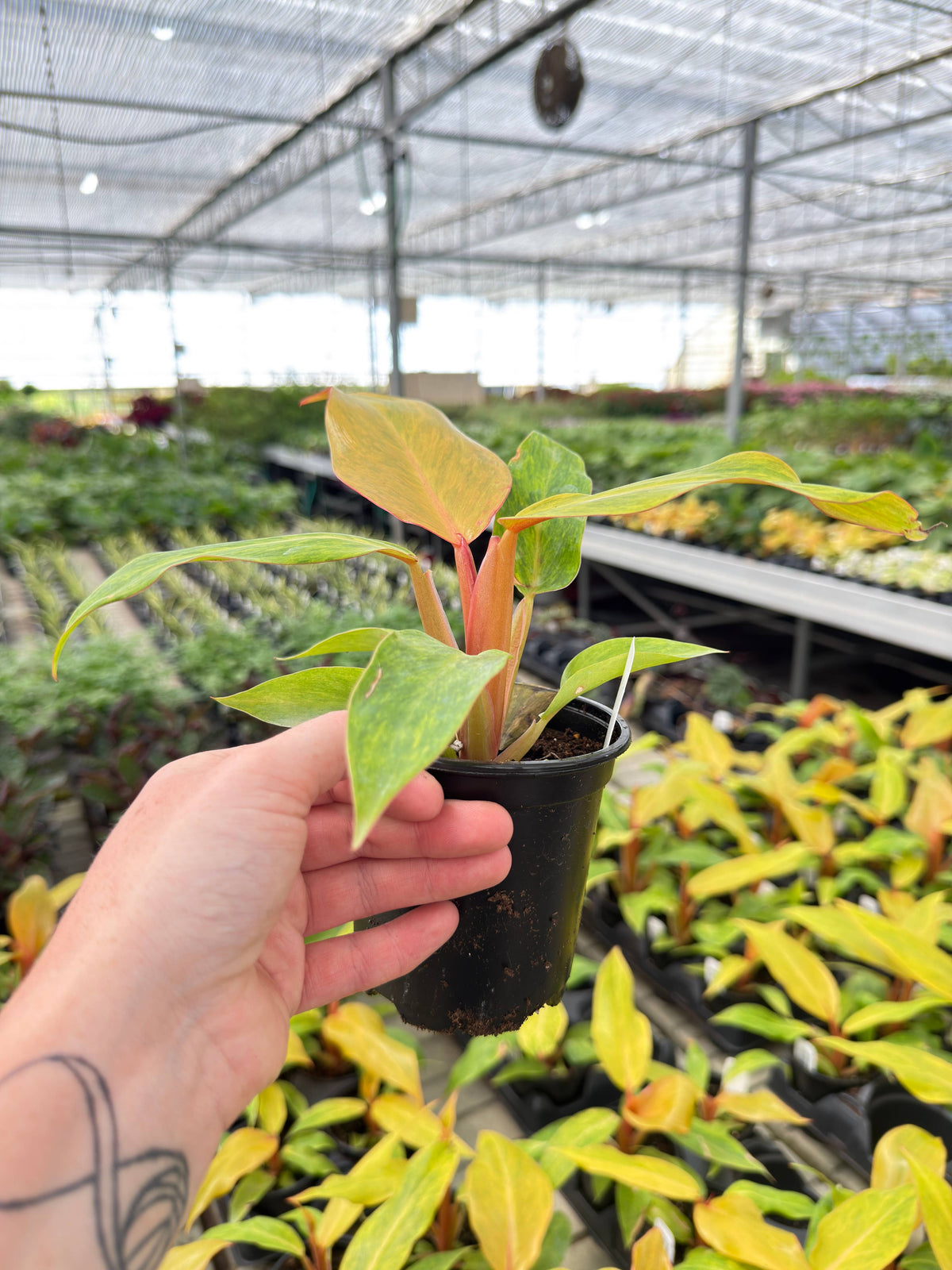 4" Pot - Philodendron Orange Marmalade