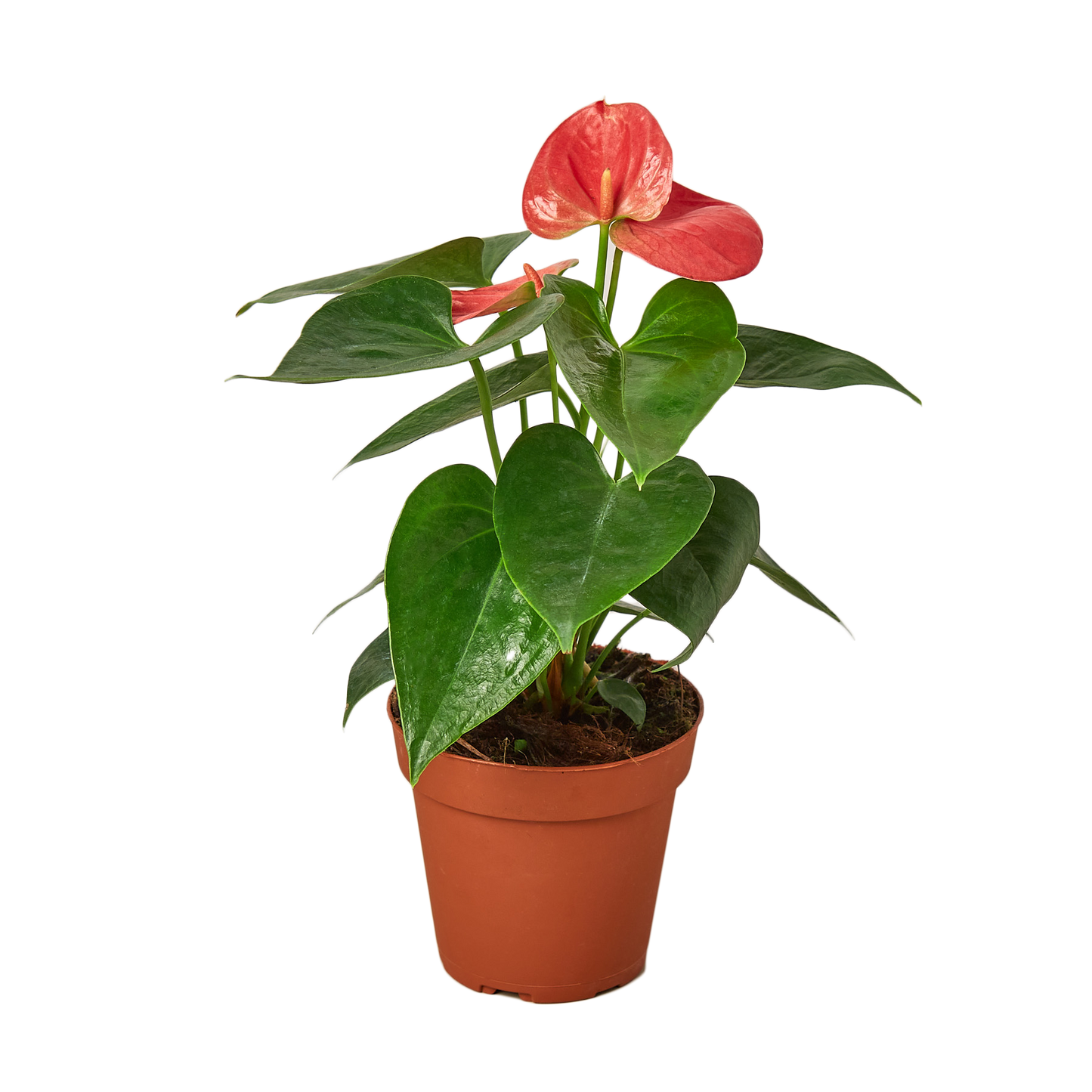 ANTHURIUM PINK 4-inch