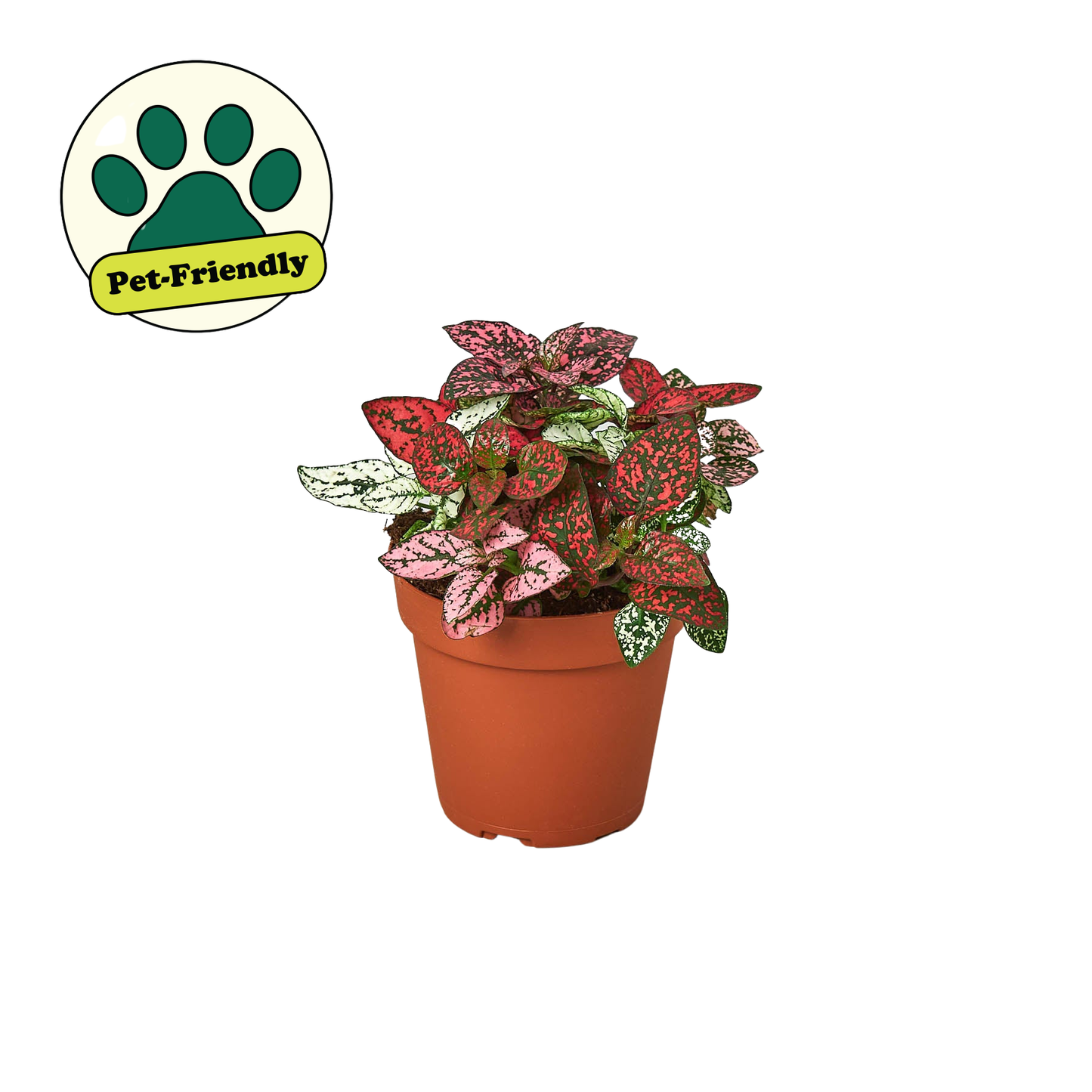 Hypoestes 'Polka Dot': White / 4" Pot