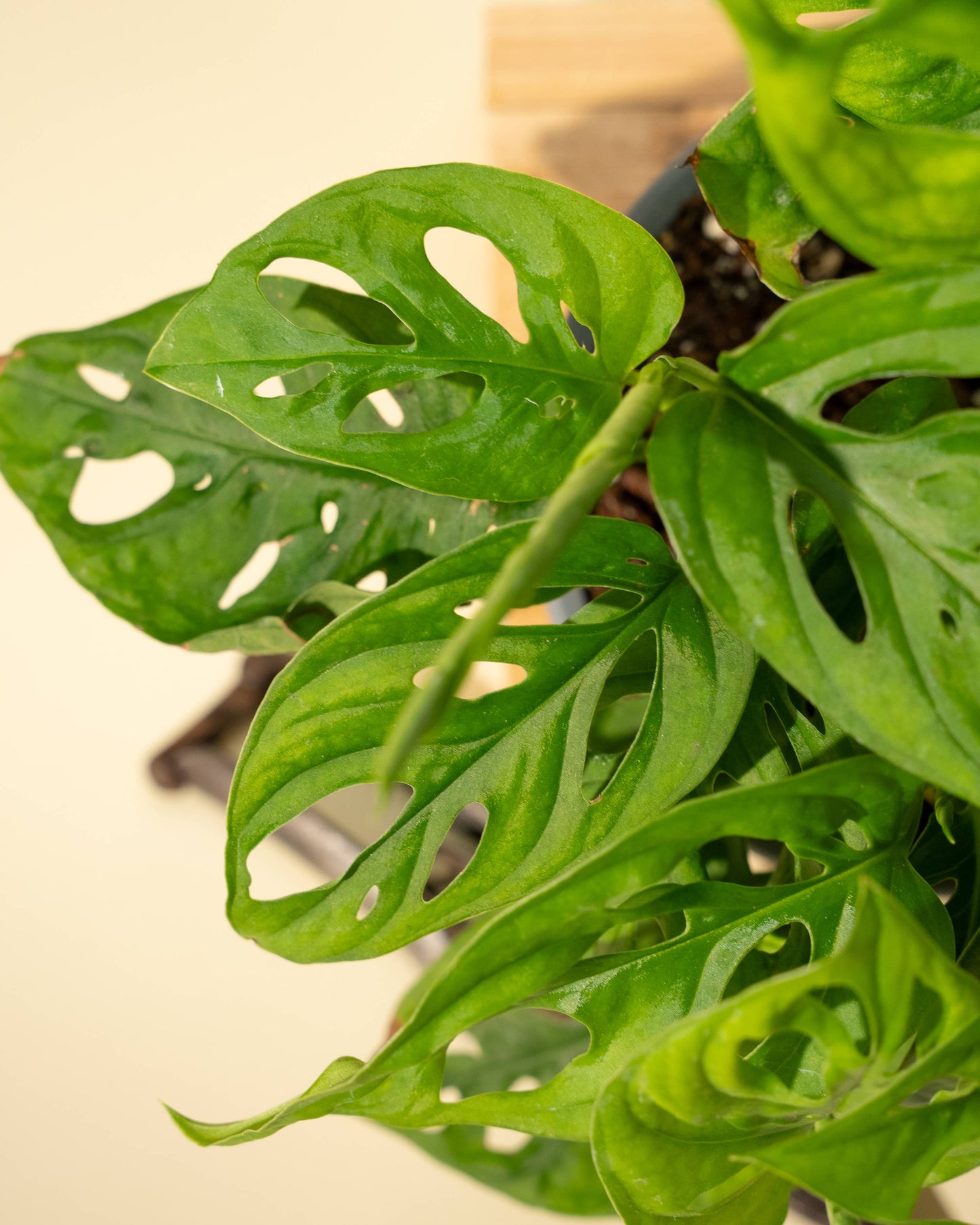 6" Monstera Adansonii 'Swiss Cheese' Wide Form (Hanging Basket)