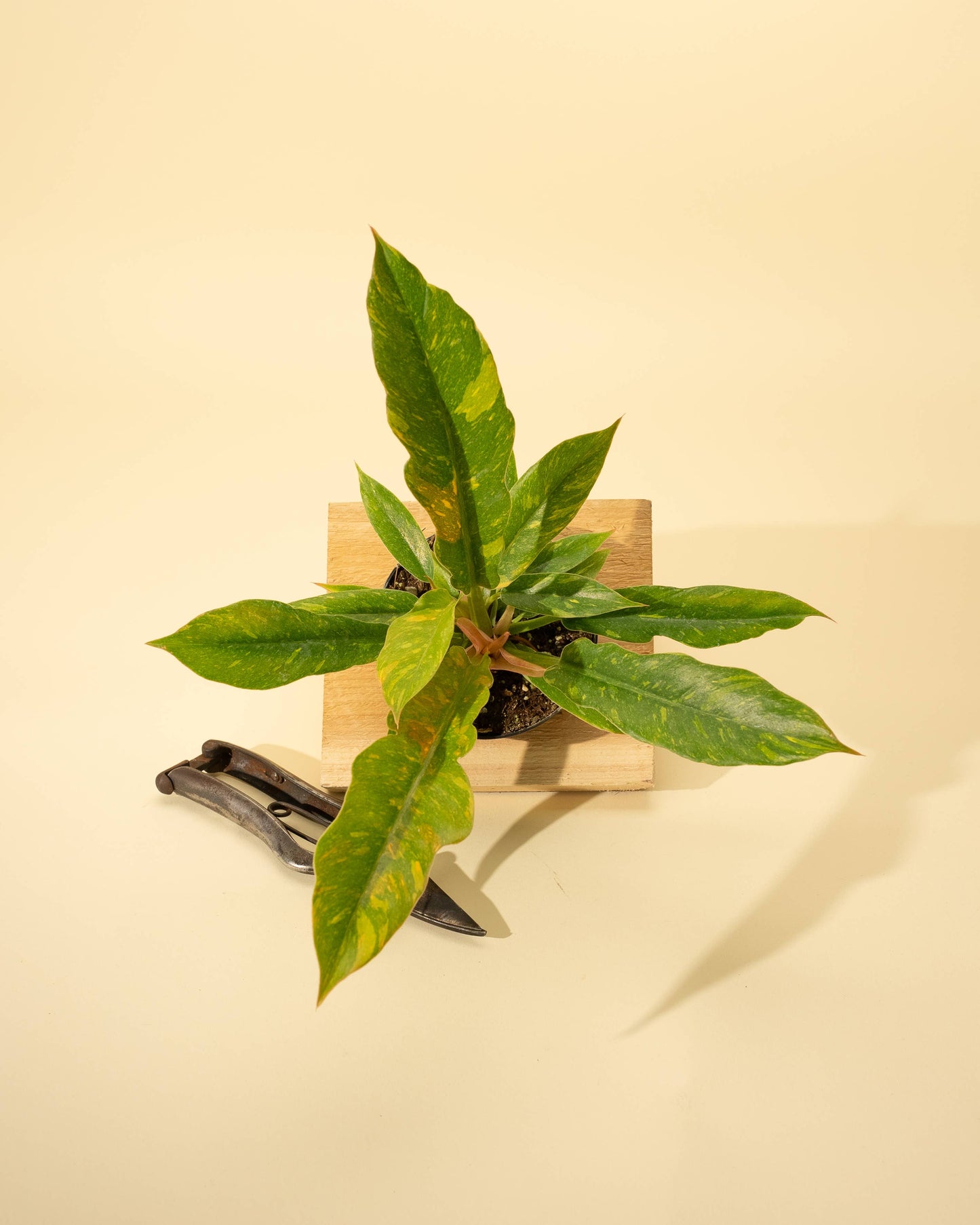 4" Philodendron 'Ring of Fire'