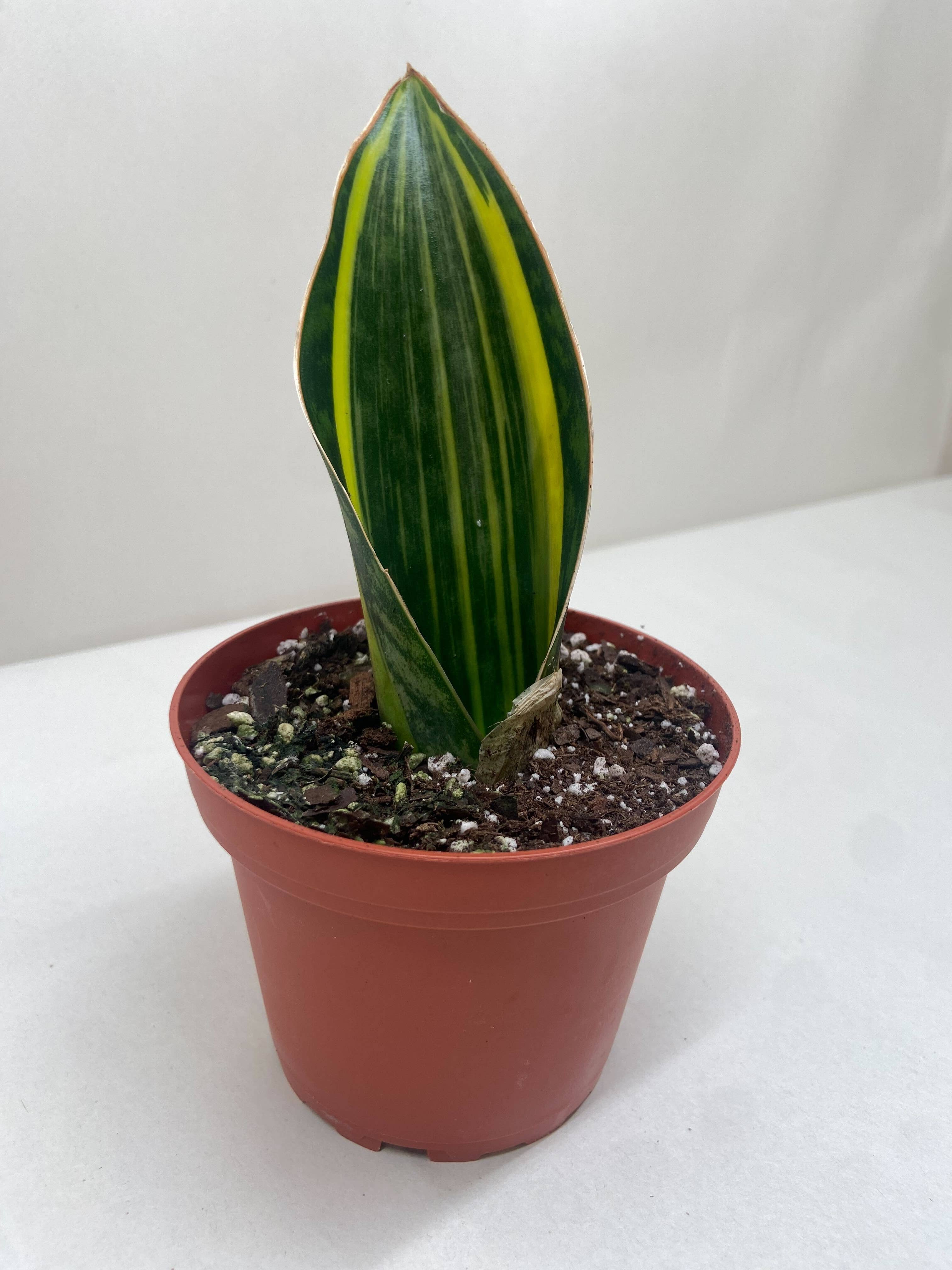 Variegated Shark Fin Snake Plant - 4