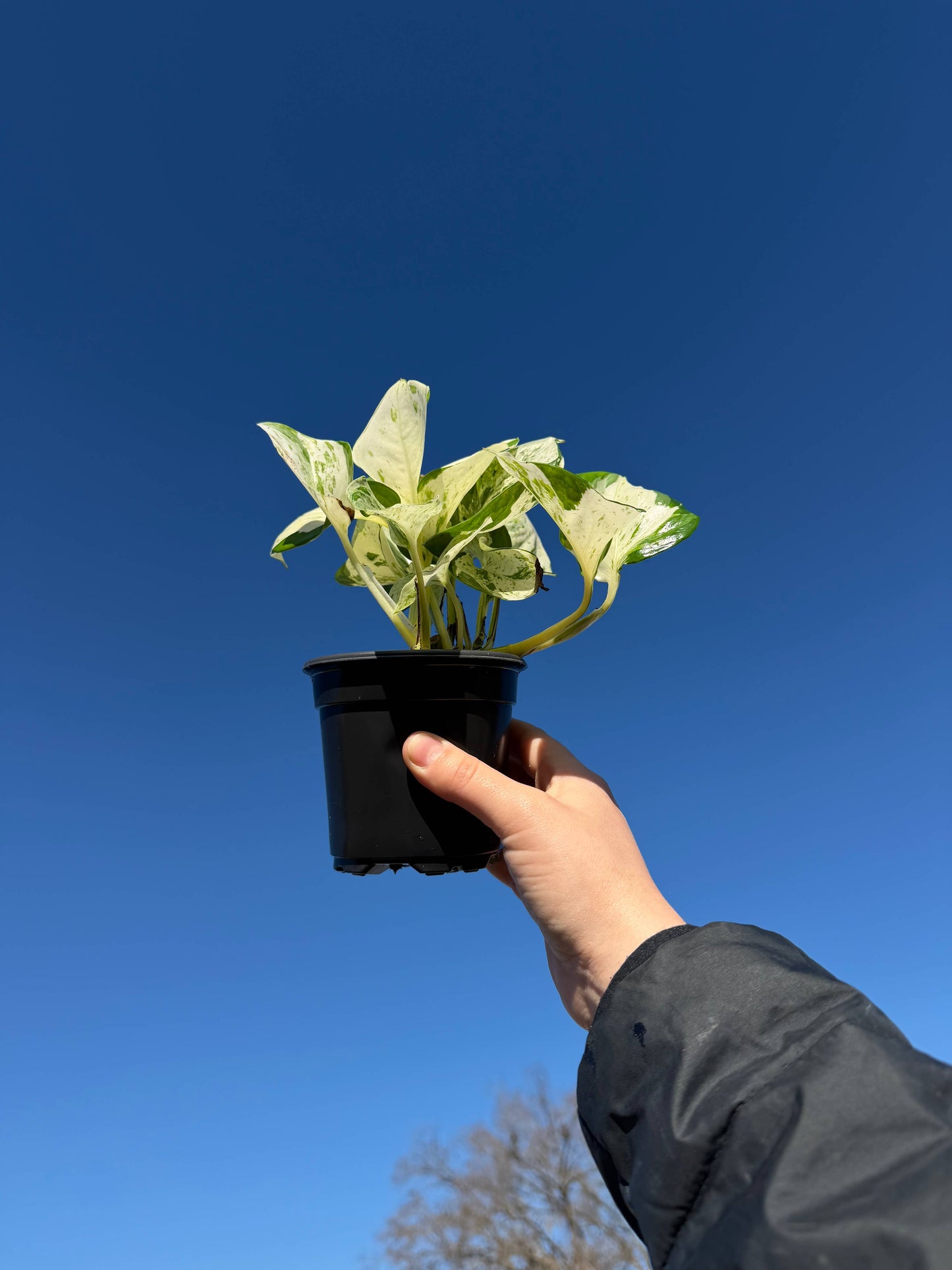 POTHOS Manjula Happy Leaf Live Plant 4in