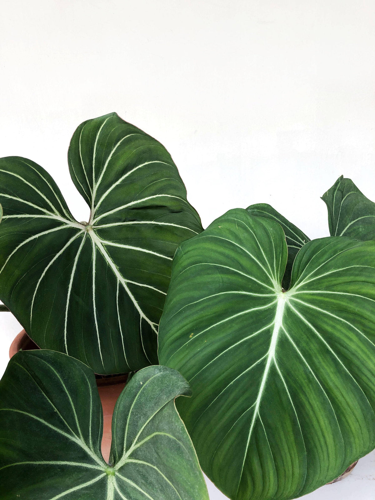 Philodendron Gloriosum Dark