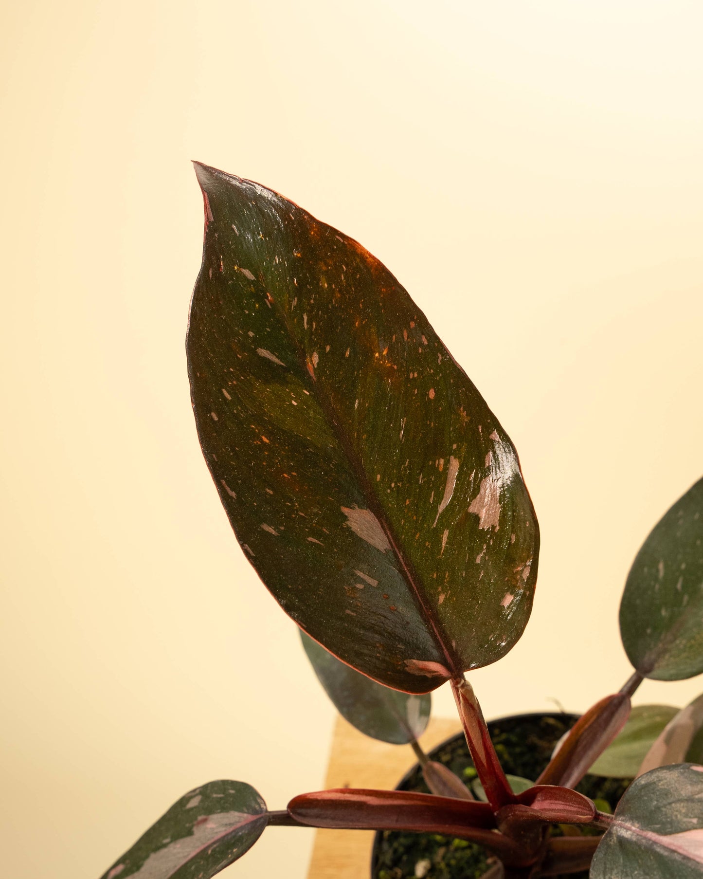 4" Philodendron 'Pink Princess'