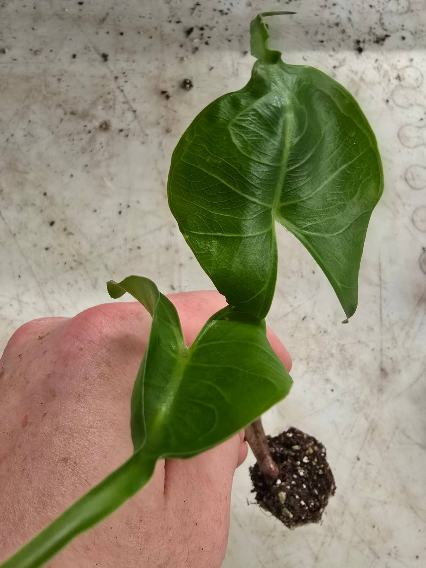 Alocasia Stingray. : No. I will pot them myself and save money.