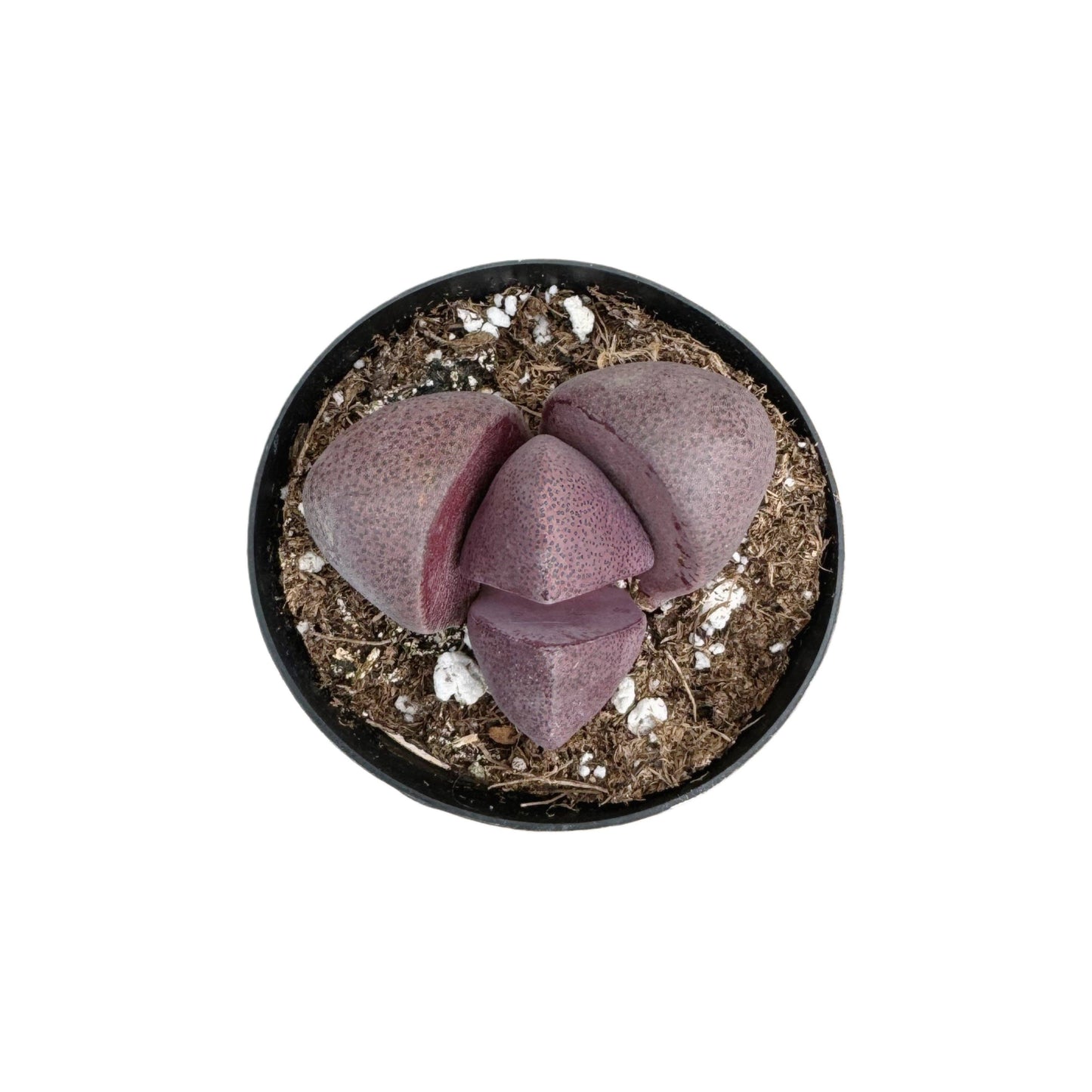 Royal Flush | 2.5 inch | Pleiospilos nelii: 2.5 inch