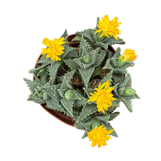 Tiger's Jaw Succulent | 4 inch | Faucaria tigrina: 4 inch