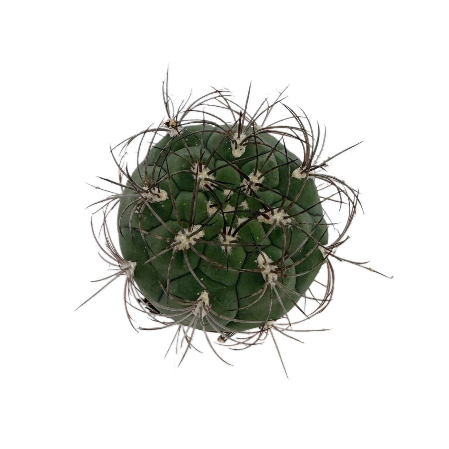 Giant Chin Cactus | 2.5 inch | Gymnocalycium saglione: 2.5 inch