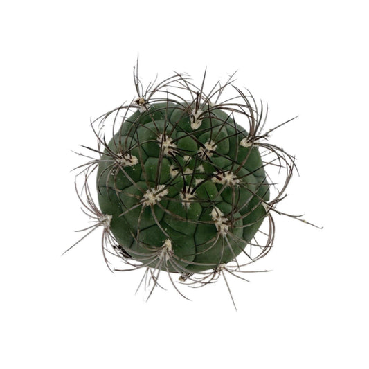 Giant Chin Cactus | 2.5 inch | Gymnocalycium saglione: 2.5 inch