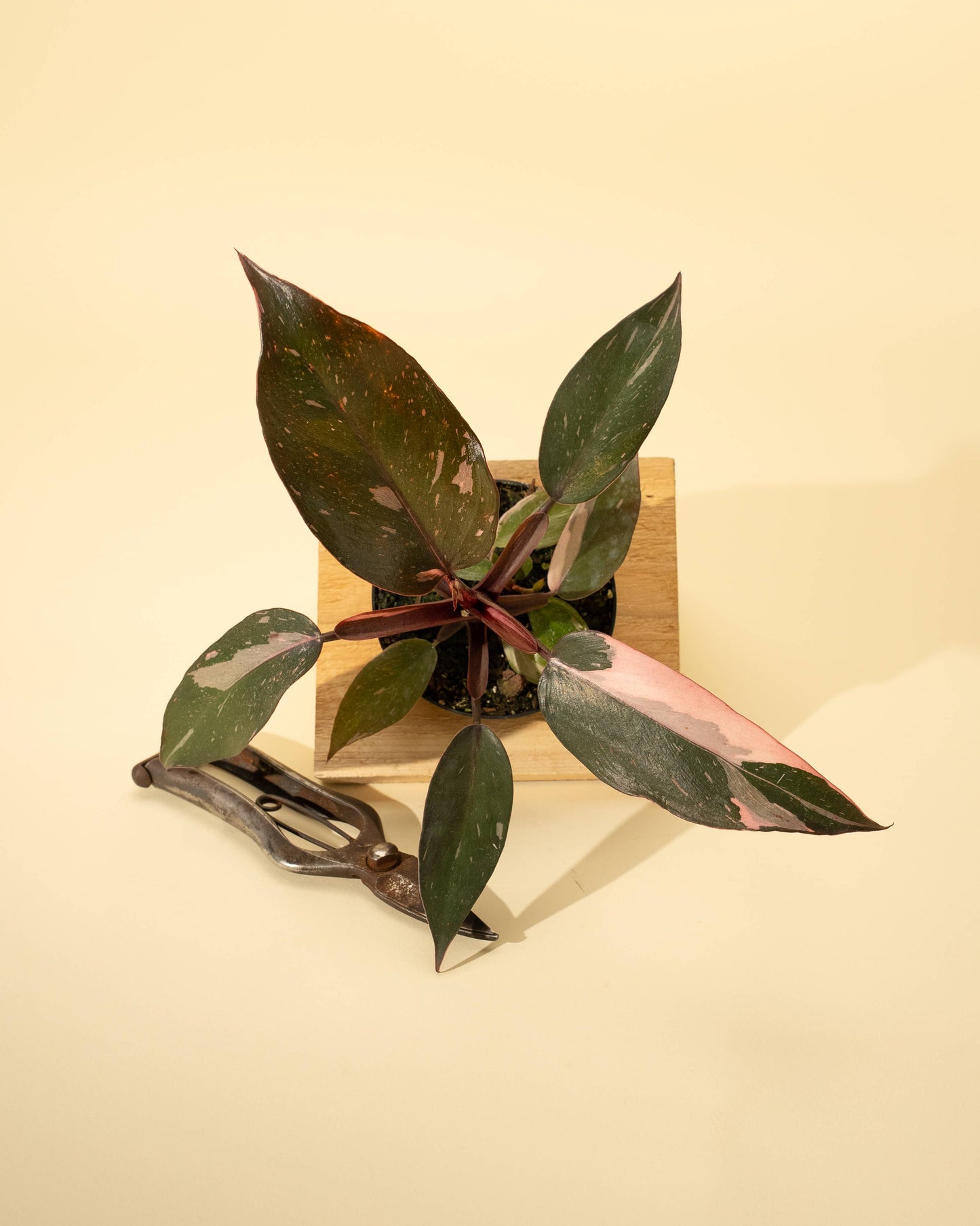 4" Philodendron 'Pink Princess'