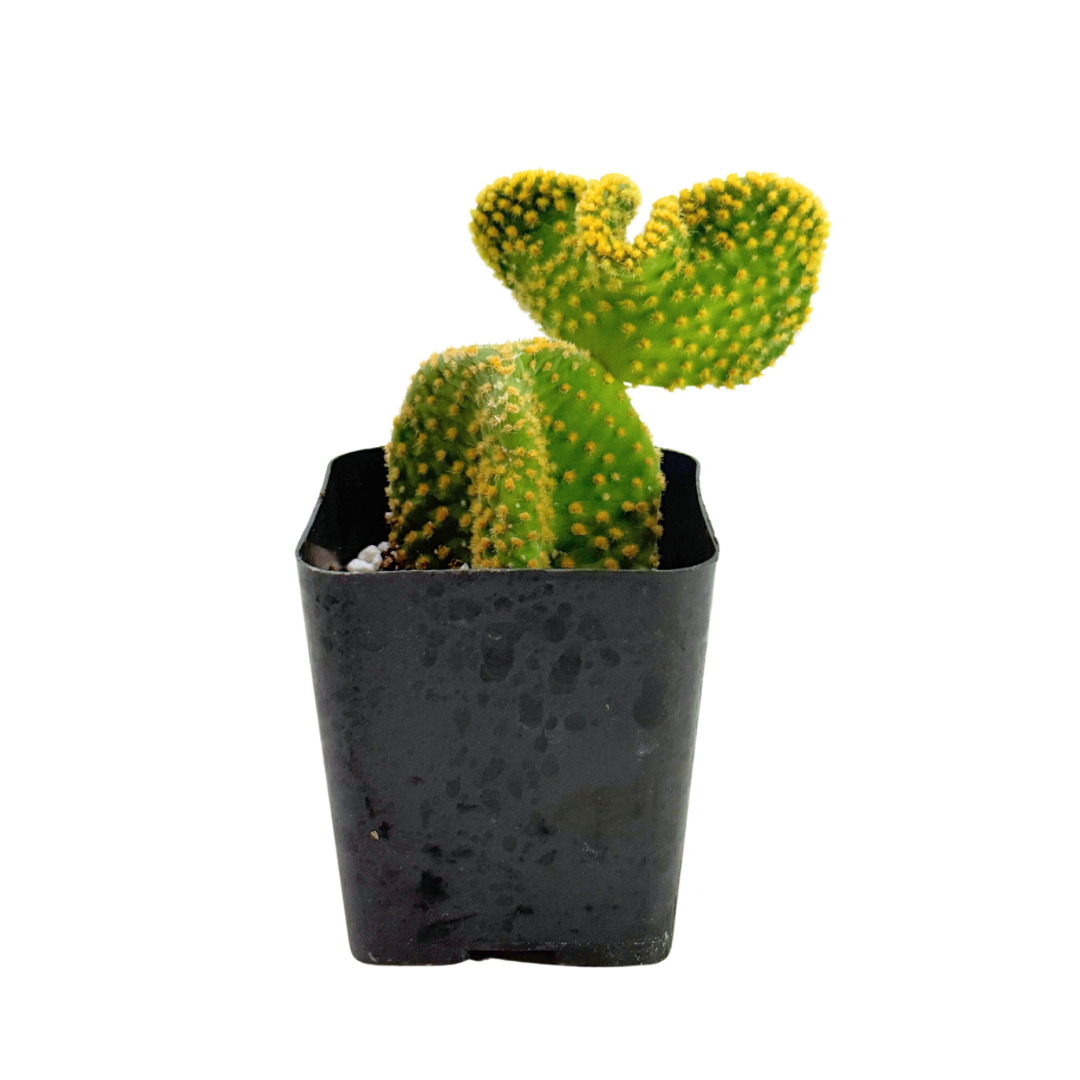 Crazy Bunny Ears | 2.5 inch | Opuntia microdasys monstrosa: 2.5 inch
