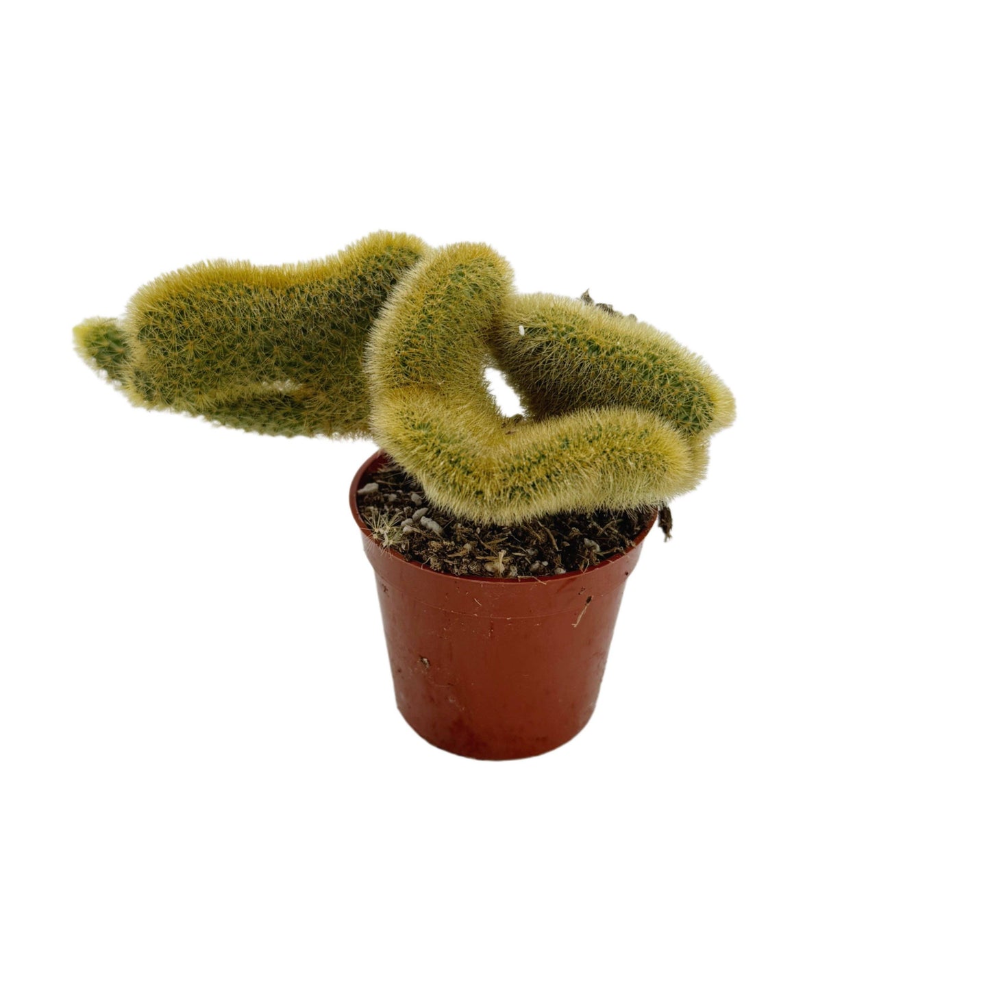 Crested Golden Rat Tail | 2.5 inch | Cleistocactus winteri cristata: 2.5 inch