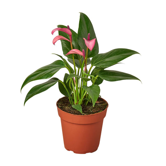 ANTHURIUM PURPLE 4-inch