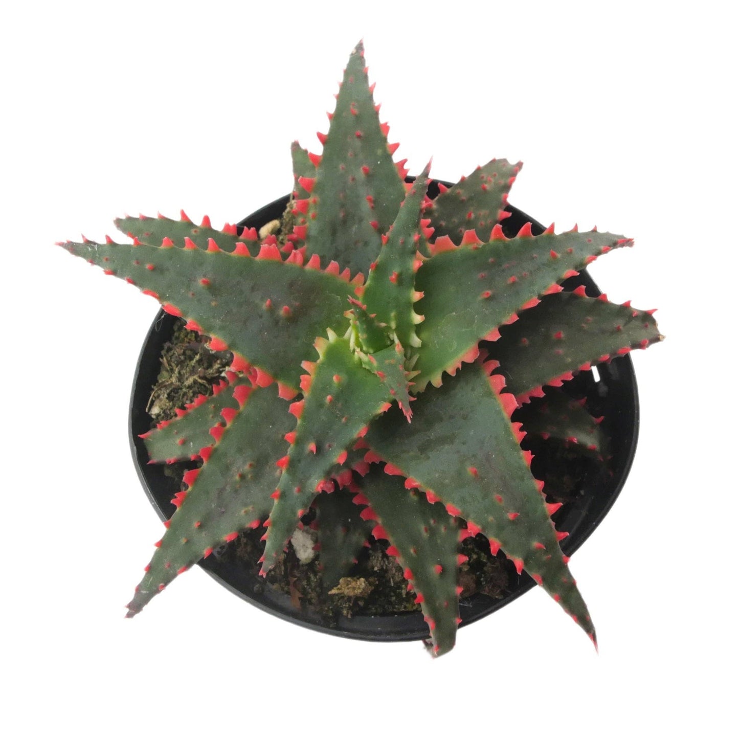 Aloe Christmas Sleigh | 3.5 inch | Star Aloe Hybrid: 3.5 inch