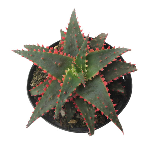 Aloe Christmas Sleigh | 3.5 inch | Star Aloe Hybrid: 3.5 inch