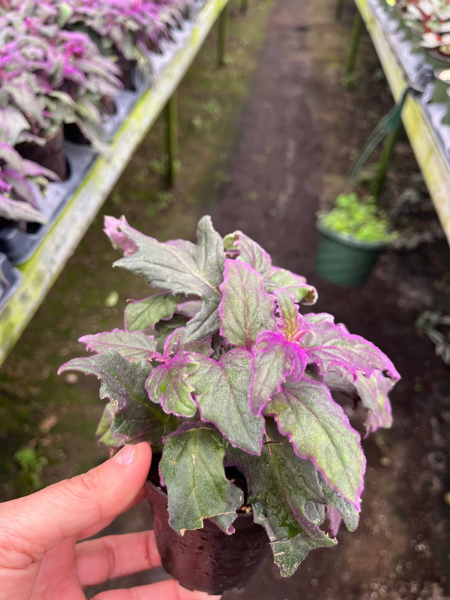 Purple Passion Plant, 4" Pots