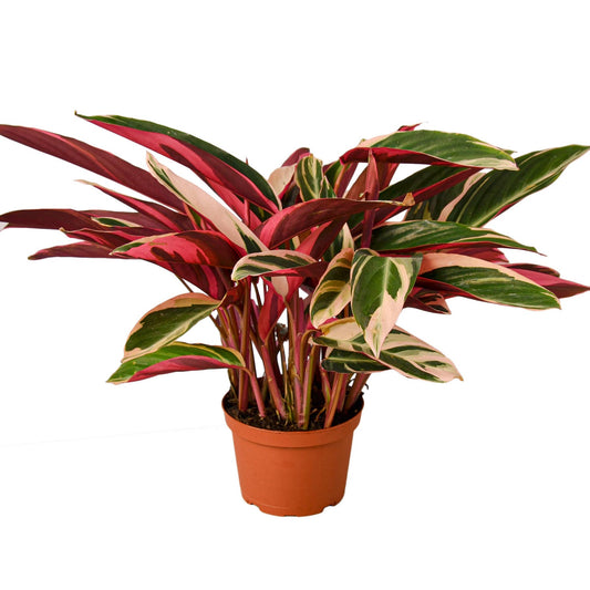 STROMANTHE TRIOSTAR 4-inch