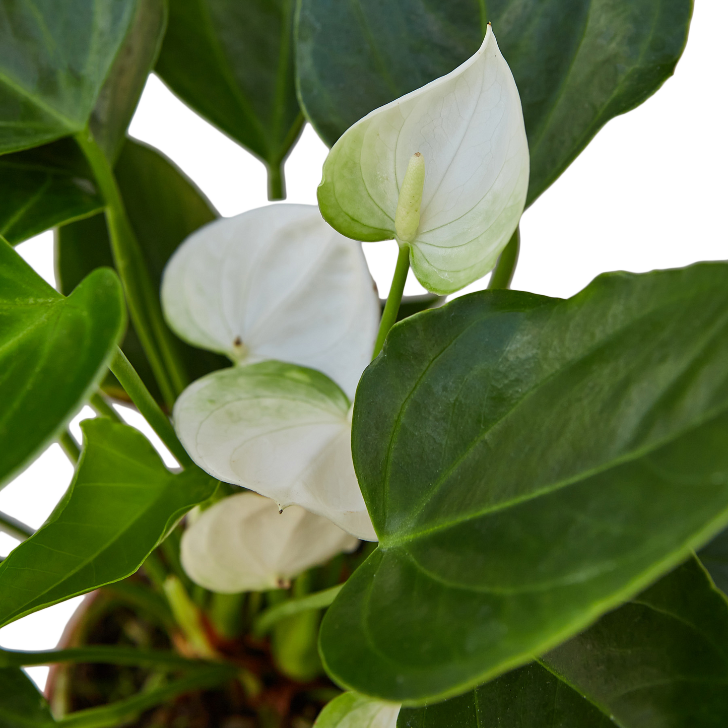 Anthurium White Live Plant, 4-Inch