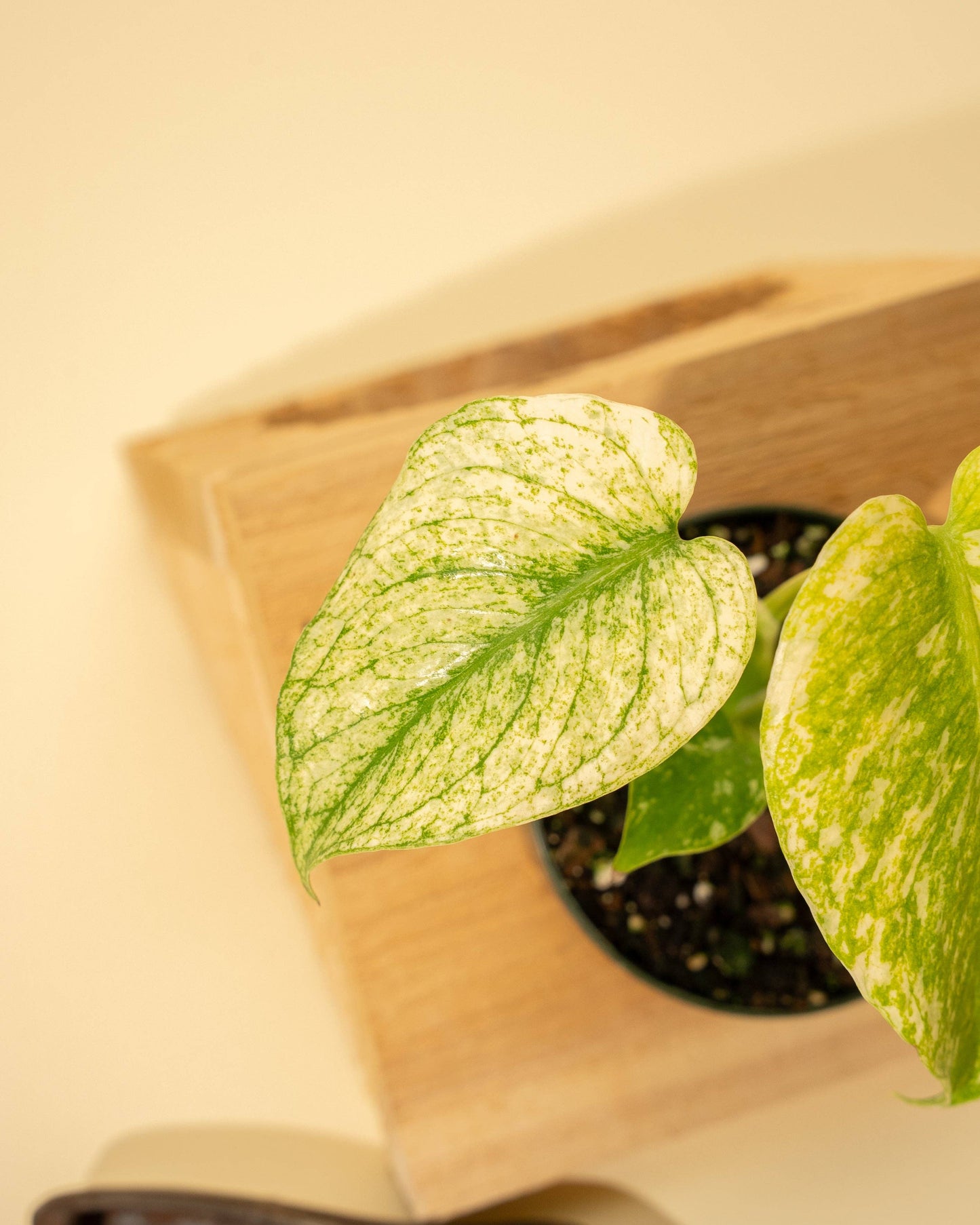 3.5" Monstera 'Mint'