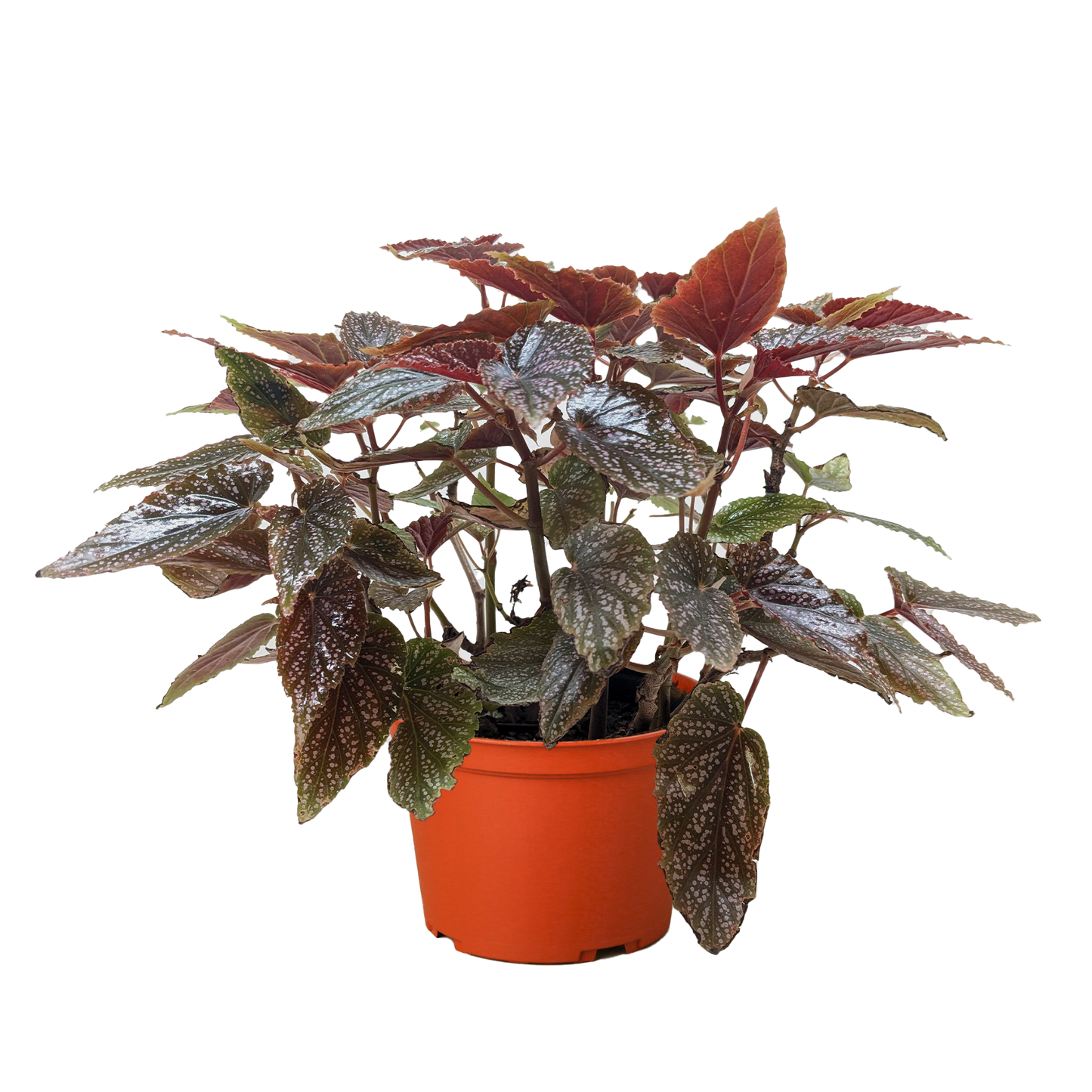 Begonia 'Corallina' - 6" Pot