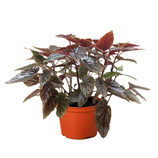 Begonia 'Corallina' - 6" Pot
