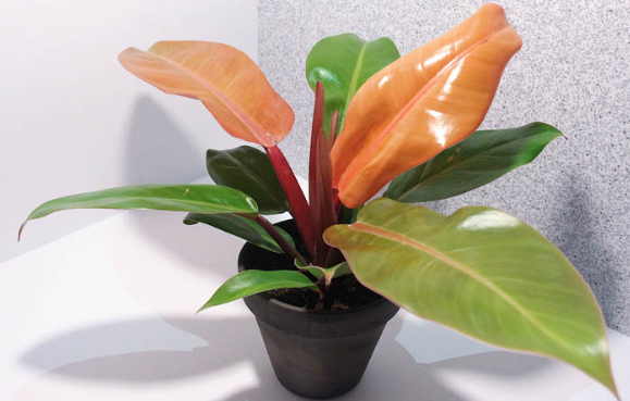 Philodendron Prince of Orange .