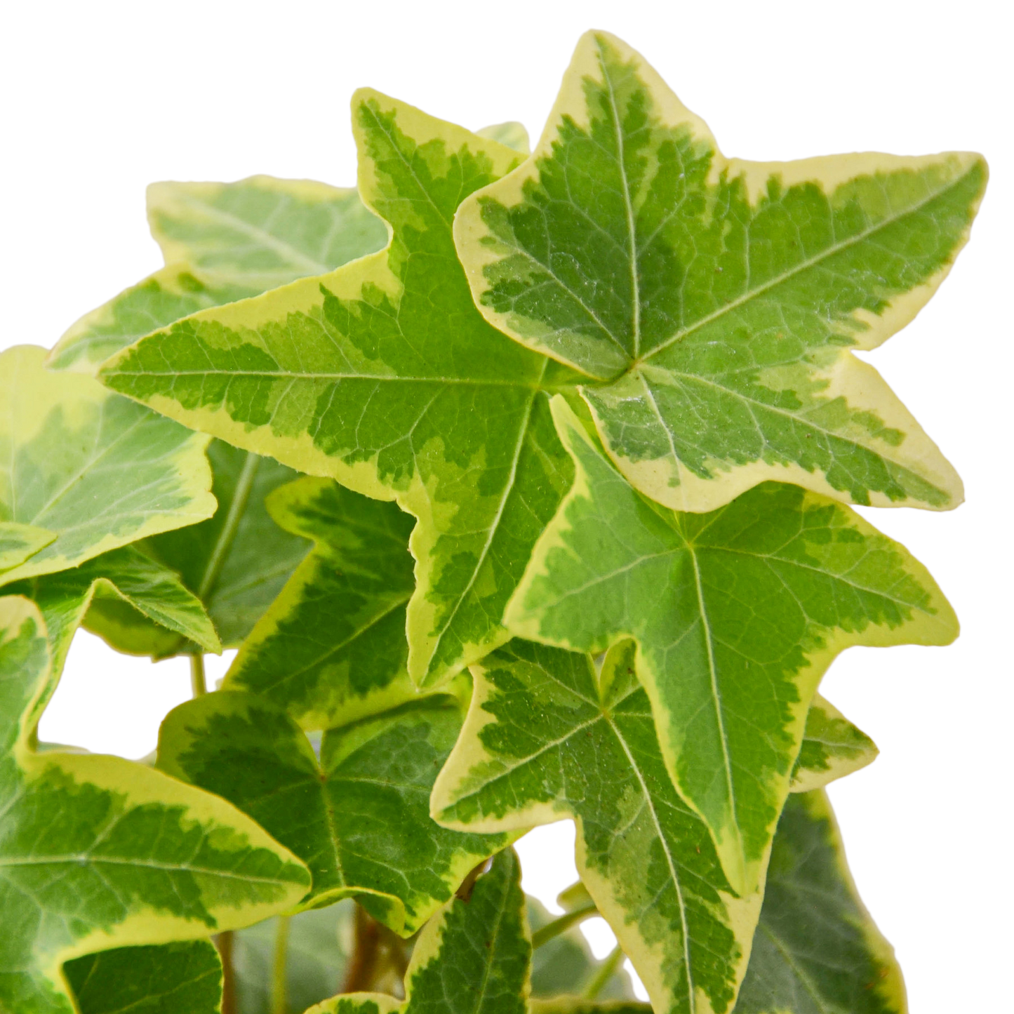 IVY GOLD CHILD 4-inch