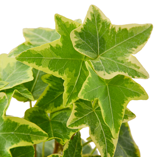 IVY GOLD CHILD 4-inch