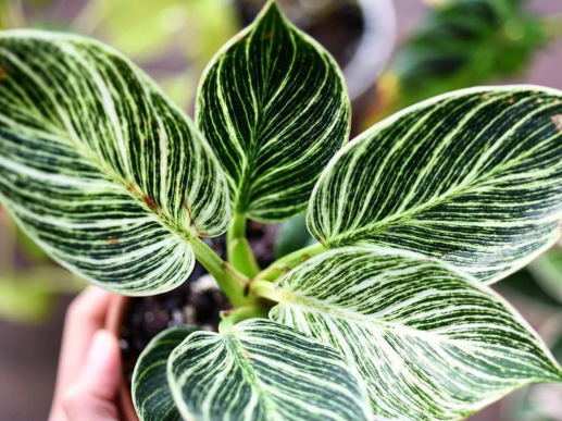 Philodendron Birkin. 2-3 inch starter plant. : No. I will pot them myself.
