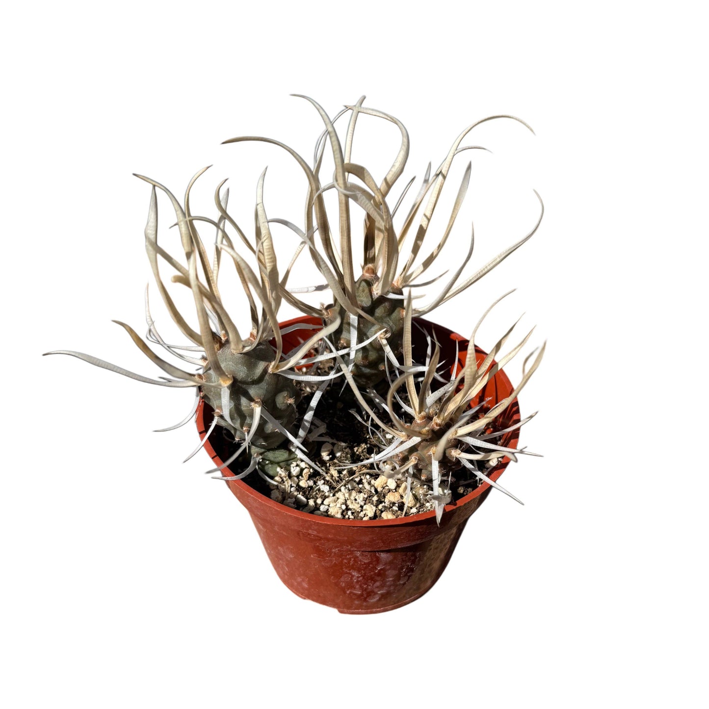 Paper Spine Cactus | 4 inch | Tephrocactus articulatus papyracanthus: 4 inch