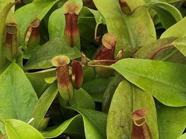 Nepenthes St Gaya (pitcher plant). 2-3 inch starter plant.