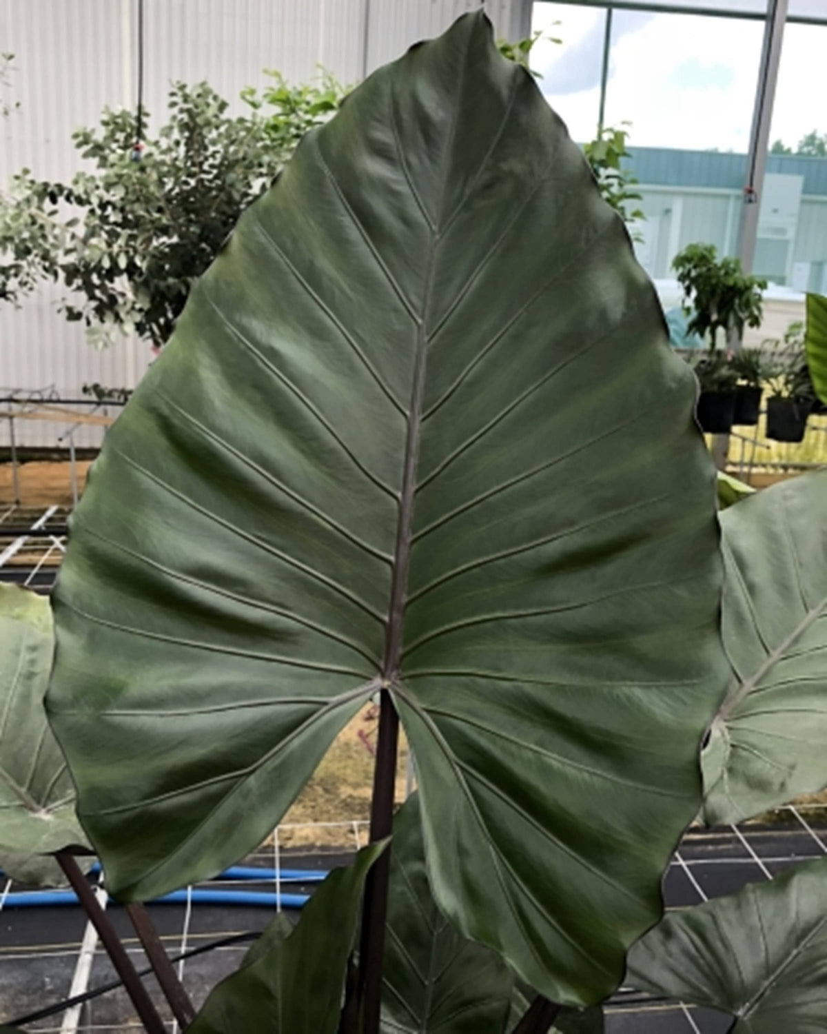 Alocasia Metalhead