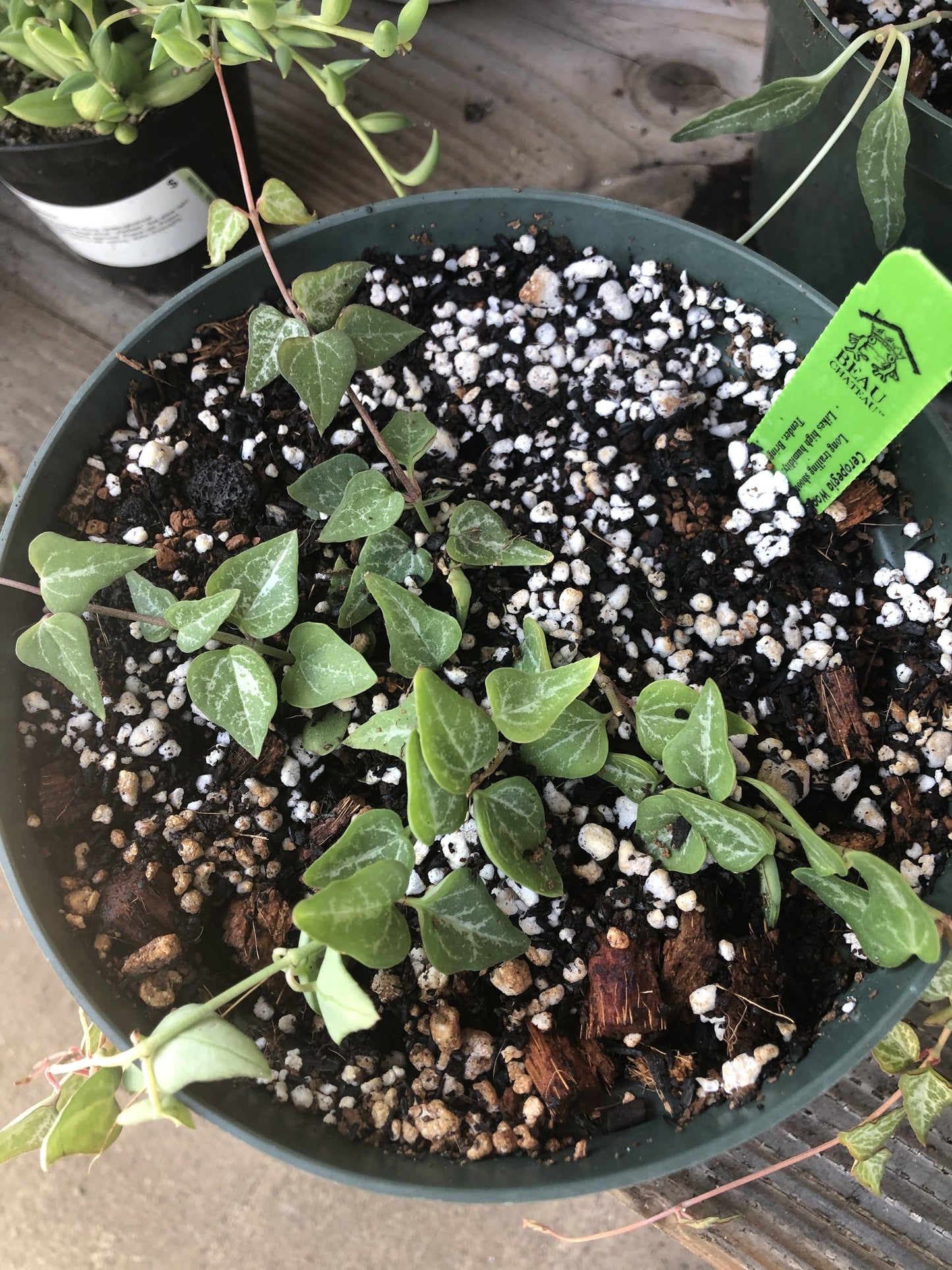STRING OF SEMI SUCCULENT Premium Potting Mix: 1/2 Gallon
