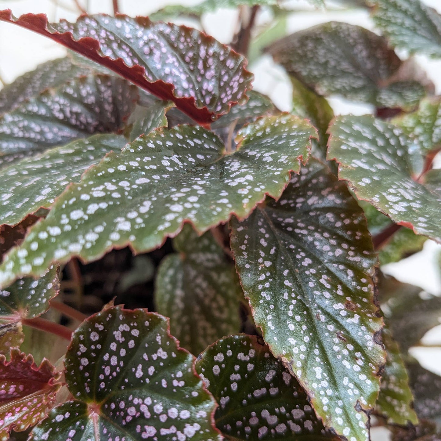 Begonia 'Corallina' - 6" Pot
