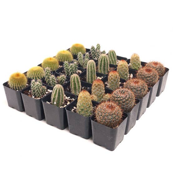 Cactus Bulk 25-Pack (5 Varieties, 2" Pots)