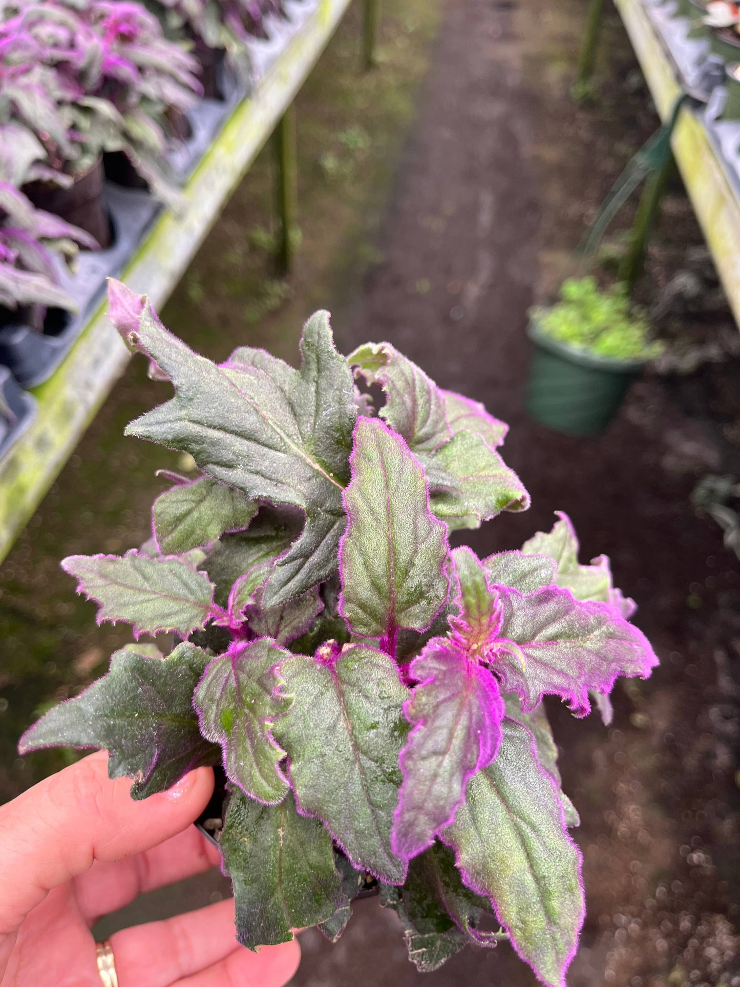Purple Passion Plant, 4" Pots