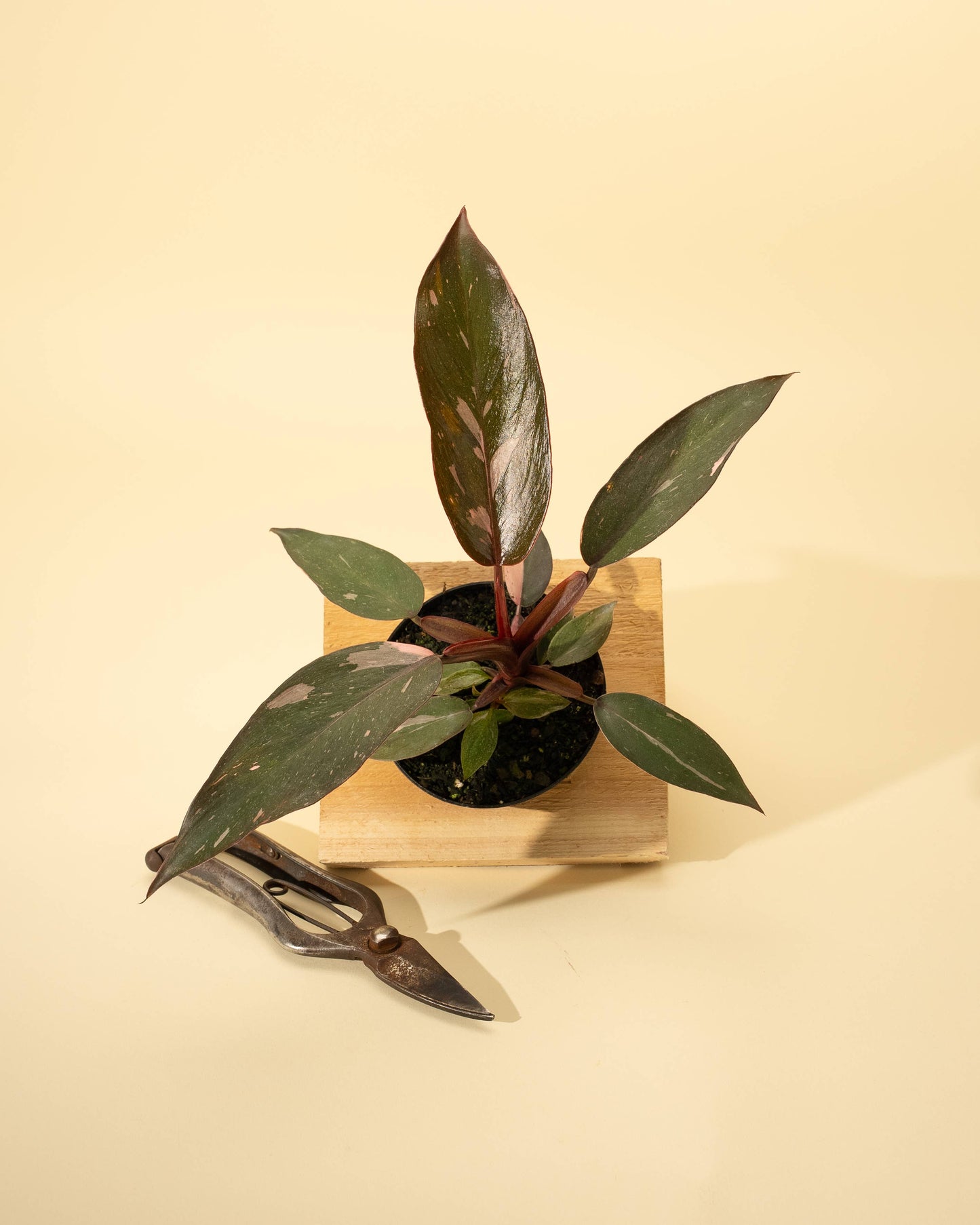 4" Philodendron 'Pink Princess'